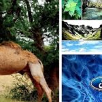 – Le-programme-Ford-Conservation-Environmental-Grants-report-date-butoir…